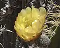Flower close up