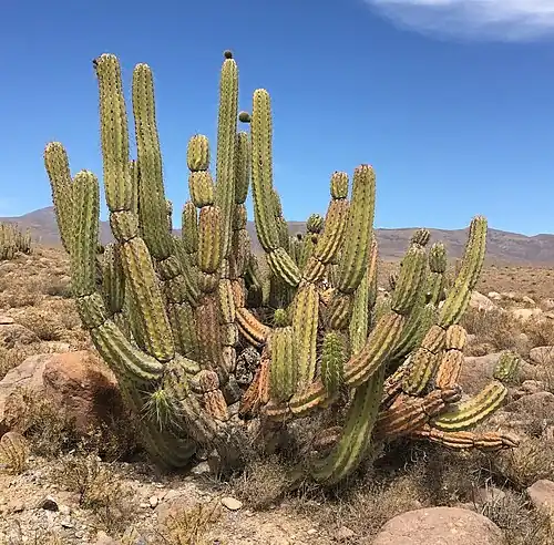 Adult plant in Usmagama, Huara, Chile