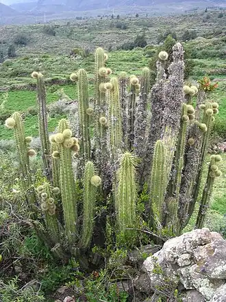 Fruiting plant in Andagua, Peru