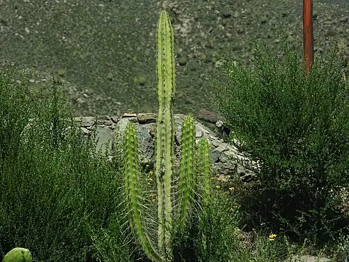 Habitat in Pinchollo, Peru