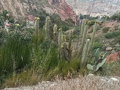 Habitat in La Paz, Bolivia
