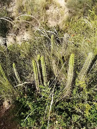 Habitat in La Paz, Bolivia