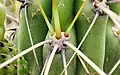 spines