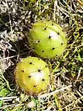 Fruit