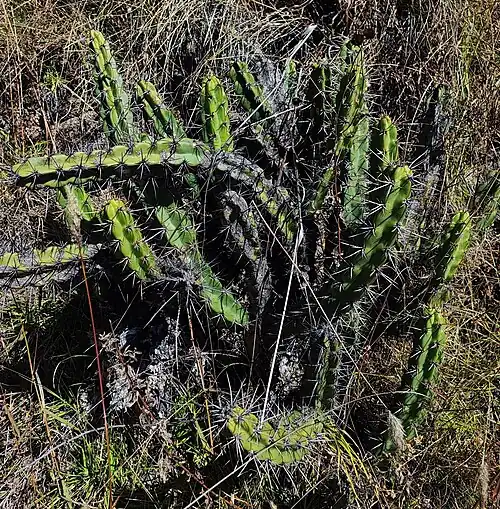 Plant growing in Mayobamba, Peru