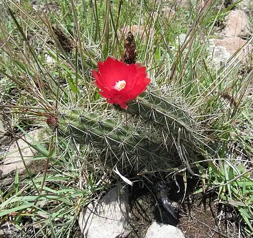 Plants growing in Ayacucho, Perú