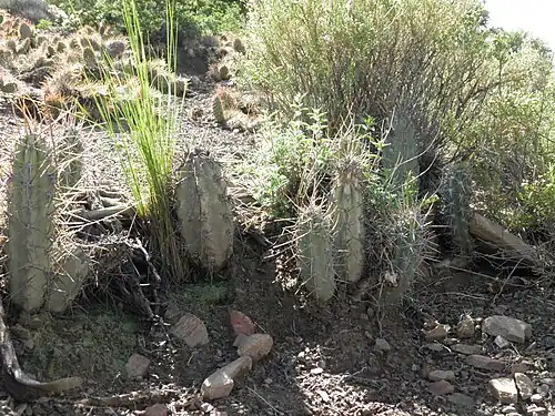 Plants growing in Chayaza, Bolivia