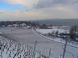 Vineyards outside Cortaillod village