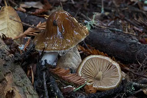 The gills are closely packed and dull cinnamon-brown at maturity.