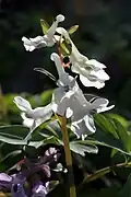 Inflorescence of white-flowered form, back-lit by bright sunlight.