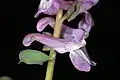 Side view of flower showing hole chewed in nectary by nectar-stealing insect. Selzerbrunnen, Frankfurt, Germany.