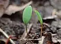 Seedlings