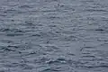 A group 200&nbsp;nm east of Madeira