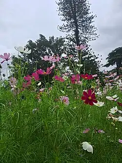 A group of cosmos flowers in the garden