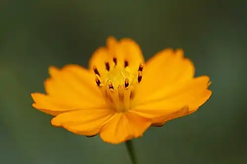 C. sulphureus