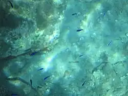 Juveniles
