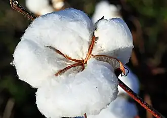Close-up of cotton boll