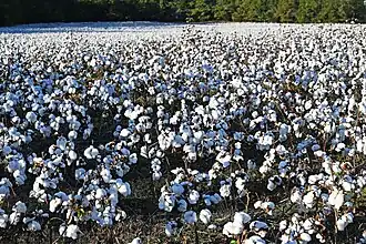 Cotton field