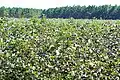 Cotton field