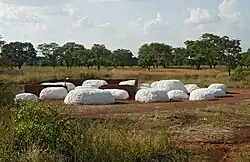 Cotton modules in Noumoudara