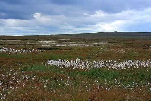 White Moor