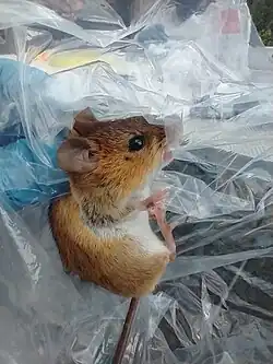 Brown and white rat