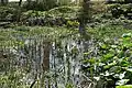 The bog garden