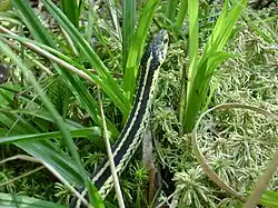 Valley Garter Snake
