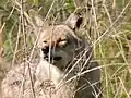 Dominant male coyote