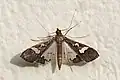 Maruca vitrata