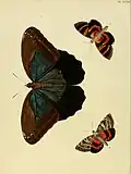 Plate from De Uitlandsche Kapellen illustrating the iconotype of C. eurilochus