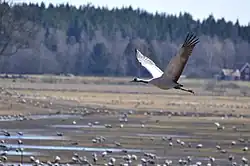 Common crane, Lake Hornborga, Västergötland
