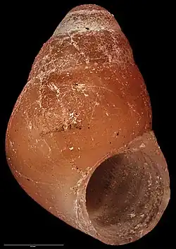 Crassitoniella carinata