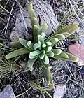C. nudicaulis var. nudicaulis