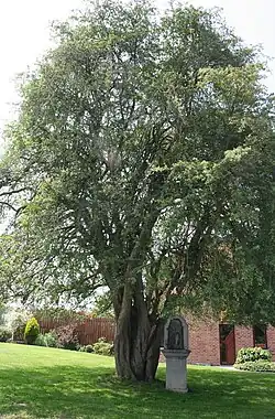 Crataegus monogyna