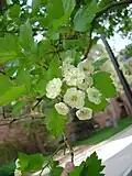 Crataegus × mordenensis 'Snowbird'