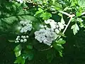 Crataegus × mordenensis 'Toba', young flowers.