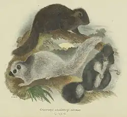 Drawing of brown and gray rats