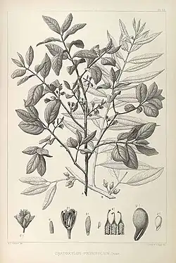 Drawing of the species (1880 to 1883)