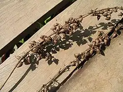 Fruit