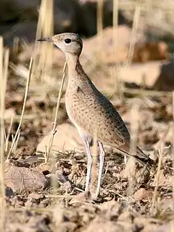 Juvenile C. c. cursor, El Achir, Algeria