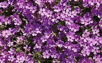 Patch of Creeping phlox