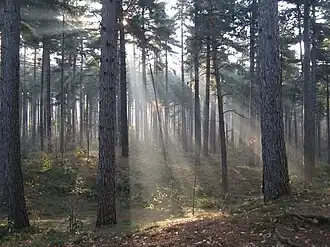 Crepuscular rays in the woods of Kasterlee