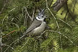 Crested tit, Aosta Valley