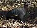 Crested guinea fowl in South Africa