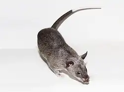 Gray rat