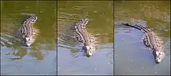 Three images of a crocodile in the water at different stages of swimming sequence as it propels itself with its tail