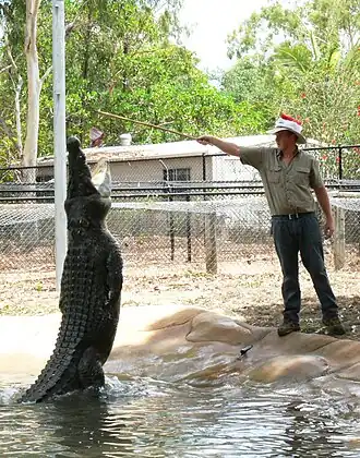 Crocodile Feeding at the Billabong Sanctuary, 2009