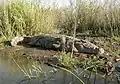 Nile crocodile