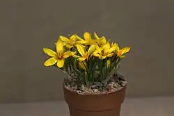 Flowers of Crocus korolkowii
